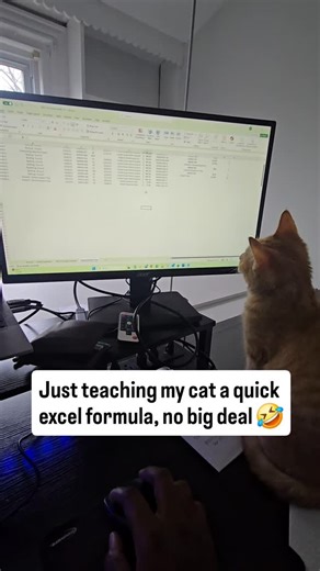 Jon | #cat #excel #cats #catsofinstagram #learning | Instagram