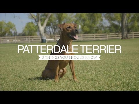 PATTERDALE TERRIER FIVE THINGS YOU SHOULD KNOW