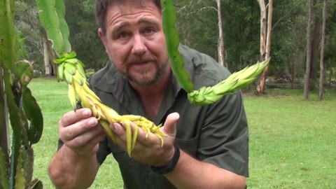 Amazing Dragon Fruit Flower Opening at Night (Pitaya)