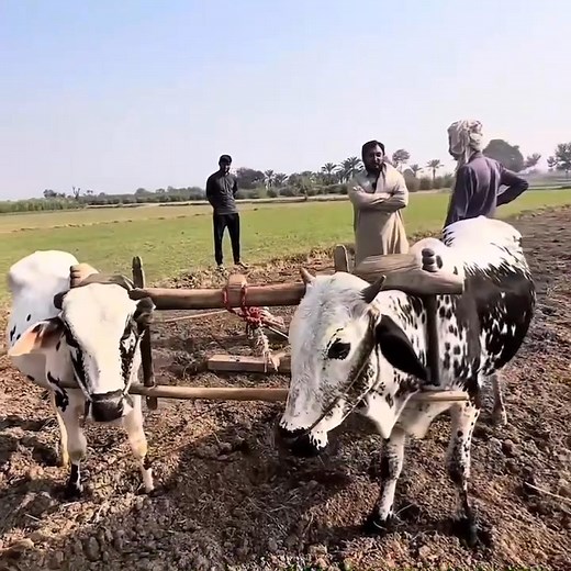 319K views · 16K reactions | Promote Punjabi Zuban on Reels | Facebook