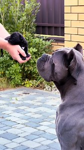 285K views · 8.8K reactions | Are you a loving Cane Corso owner? Check the comments 﫡 | Cane Corso Pets | Facebook