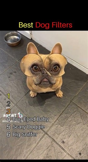 Best Dogs With Filters Ranked