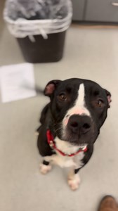 17K views · 268 reactions | Filly needs a home! Filly is an incredibly stressed puppy who doesn’t deserve to live in a kennel! Outside the kennel after a few minutes to decompress Filly is a mellow cuddle bug who just wants to lay in your lap for a nap. Read all his information on the info card below! Time sensitive deadline for Saturday 11/29/25! Contact us at animalrescue@pinal.gov , 520-509-3555 or message us on Facebook. | Pinal County Animal Care and Control | Facebook