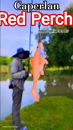 Caperlan Red Perch Lure Demo! Perfect Action for Predator Fishing 🎣🔥