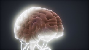 animated model of human brain