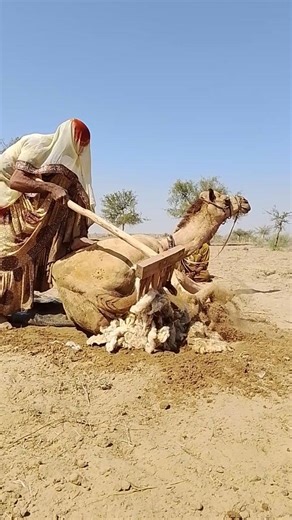 امرأة صحراوية شجاعة تنظّف خلف جملها بعصا خشبية في مشهد عناية رائع 🐪🪵