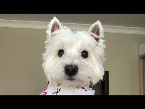 My Westie met the funny little friend Maltese dog 🐶❤️ Walkies with Granny 🥰🐾 Happy Westie plays😁
