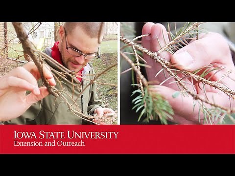 We FOUND What's Killing Your Tree & You'll Be Surprised w/ Experts Underrated Advice! (Rhizosphaera)