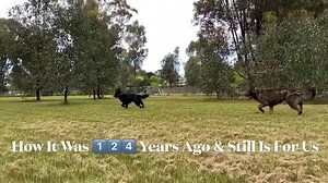 👊Let’s just highlight the obvious shall we… | German Shepherds Of North East Victoria-Australia