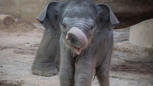 2-week-old elephant baby Tula-Tu, mom open to visitors at Oregon Zoo
