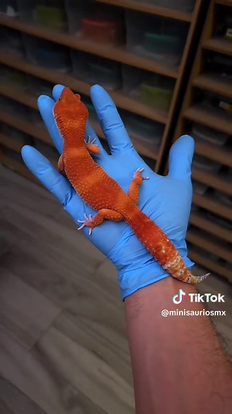Colorful Leopard Gecko: Blood Electric
