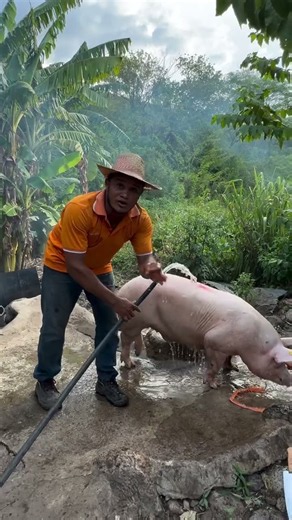 Cómo aprender a s@gr1f1c@r un cerdo