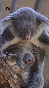 4.1M views · 273K reactions | Lazy Sundays. ❤️ ​ Holly the koala was born in Taronga zoo and now lives in Higashiyama zoo, Japan. This is her new joey. ​ Video: @zoo_rascal | ABC Landline | Facebook