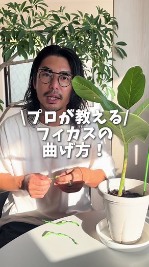 フィカス曲がり樹形の作り方