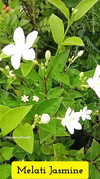 Melati Jepang dan Cara Perawatannya di Taman