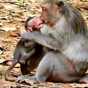 25 reactions · 3 comments | Heart broken!!! Old mother monkey Jade bite and hit block milk to newborn monkey so terrible, Baby scream loudly hurt and hungry | Vlog Monkey | Facebook