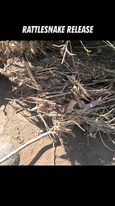 45K views · 706 reactions | This Western Diamondback Rattlesnake knows exactly what to do after being caught at a Scottsdale home. Out of the bucket and right into the perfect microhabitat for success. | Rattlesnake Solutions | Facebook