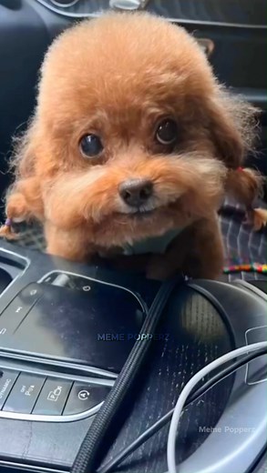 Meme Popperz on Instagram: "Follow @memepopperz for more hilarious memes This meme is an epic fail meme where a dog fails to jump over the hoop X Chinese rapping dog viral meme Bro i upload original funny memes regularly on YouTube as well- Meme Popperz (link in bio) please check it out Lyrics: (what i can hear) lao ten bao yo jin shan jin san chendu yo lao ten jeo so bekwan jang hu lok futow tags: chinese rapping dog, chinese rap dog, chinese meme dog, funny dog meme, viral dog meme, memes dog,