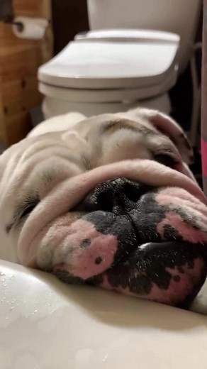 English Bulldog on TikTok