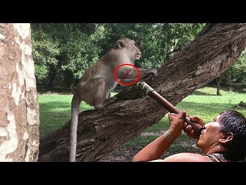 A pity monkey was tortured by people