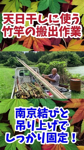 天日干しに使う竹竿の搬出作業 #土壌改良 #農業 #竹の伐採 #無農薬栽培 #現代農業 #天日干し #ショート #大地の再生 #自然栽培 #ショート動画