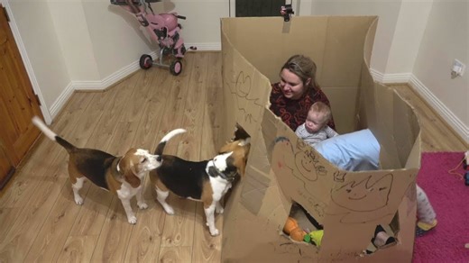 Hiding from dogs in a giant box causes funny play