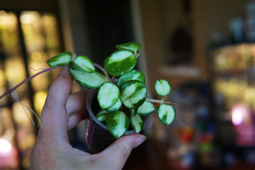 Hoya Mathilde Variegated - Etsy