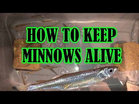 How to Keep Minnows Alive (DIY Bait Tank Build)