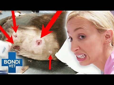Traumatizing Aftermath Of A Cat Getting Attacked By Dog 😢 | Bondi Vet Clips | Bondi Vet