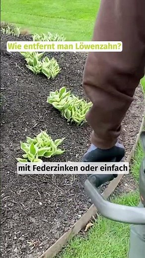 Wie entfernt man Löwenzahn aus dem Rasen? 🤔 #unkraut #gras #rasen #diygarten #unkraut #lawnfluencer