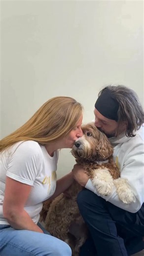 It’s official!! Our store is now open! ✨ You can shop here: https://www.creampufflabradoodles.com/bowtique We hope you enjoy browsing and shopping as much as we’ve enjoyed creating and building! | Cream Puff Labradoodles