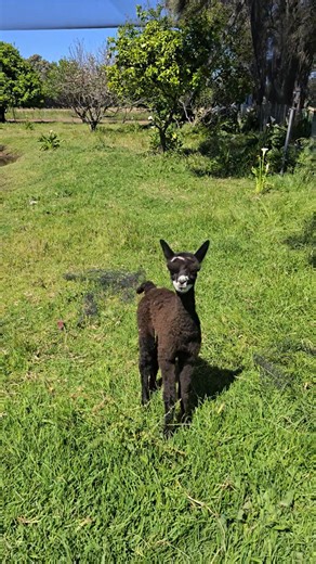 26 reactions | Baby alpaca being cute. Not even a week old yet  | M & M Trovato Biodynamics | Facebook