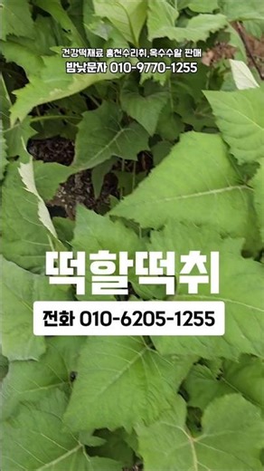 수리취예약판매 첫출하준비 #나물떡 #수리취 #떡취 #토요일밤에 #뭘하나