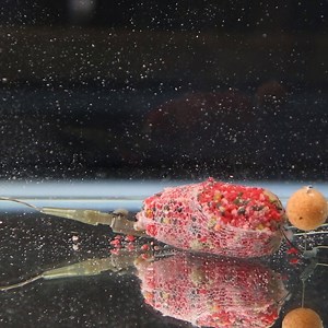 357K views · 1.9K reactions | These are perfect for distance fishing  | CARPology Magazine | Facebook