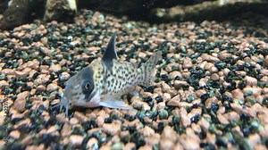 Panzerwels im Aquarium