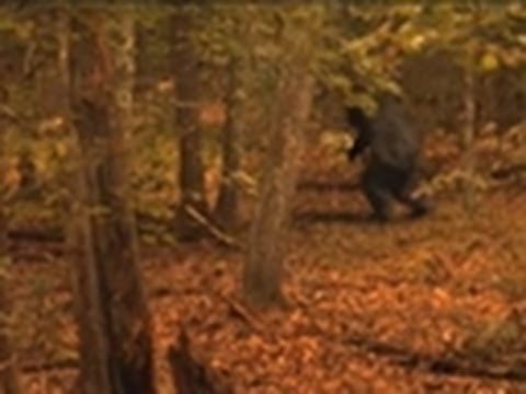 How Does Bigfoot Walk? | Finding Bigfoot