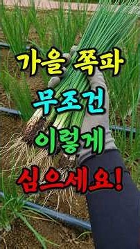 가을 쪽파, 이렇게 키우면 수확량 2배 됩니다!