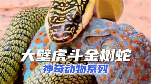 神奇动物：大壁虎大战金树蛇