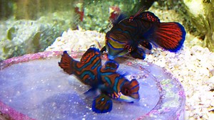 DIY Target Feeder for Mandarinfish (and Pipefish) | Reef Builders | The Reef and Saltwater Aquarium Blog
