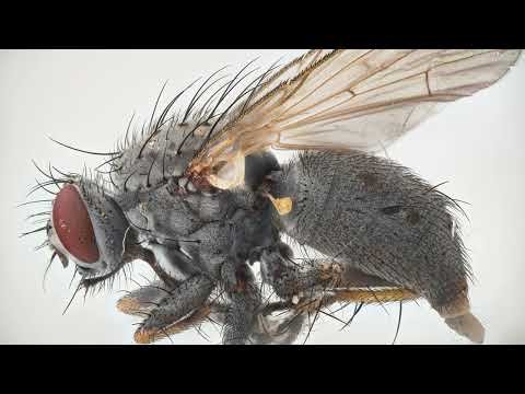 MITUTOYO MACRO #macro #macrophotography #mitutoyo #amazing #insects #shorts #viral