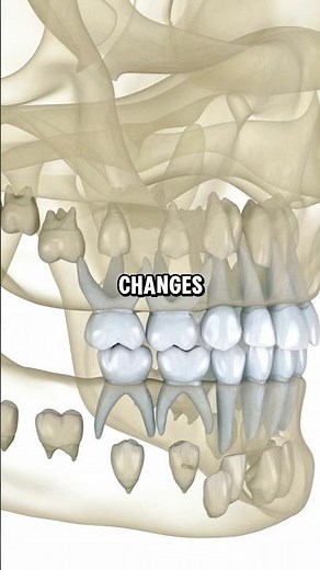 How Teeth Grow 🦷 #dentist