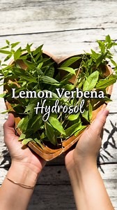 Looking for a simple way to capture the essence of lemon verbena at home? 🍋✨ Making your own lemon verbena hydrosol is easier than you think! This aromatic plant water is a soothing way to enjoy herbs topically, leaving your skin feeling refreshed and rejuvenated. 🌿💧 Hydrosols are a gentle way to refresh your skin and your space. Plus, lemon verbena isn’t just for your senses—it’s also a key ingredient in our Stress Ease® Tension Relief tea, helping you unwind from the inside out.* 🌿💆‍♀️ Co