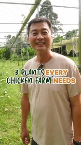 What plants do you think is not suitable to grow with chickens in Malaysia? 🇲🇾 #regenerativefarmers #malaysia #chickenfarm #farming | Regenerative Farmers Malaysia