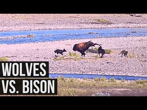 Battle in Lamar: Bison Herd Fights Off Wolves in Yellowstone