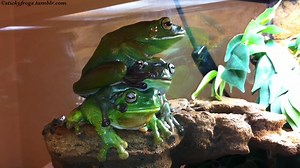 18K views · 1.5K reactions | Today’s Triple Frog Pile comes with Bonus Squawking! | Stickyfrogs | Facebook
