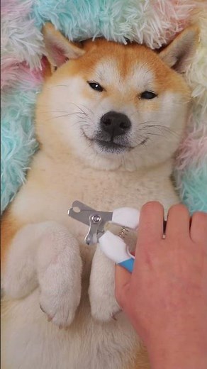 Why Dogs LOVE Massages! 🤯 This Pup’s Relaxed Face Says It All