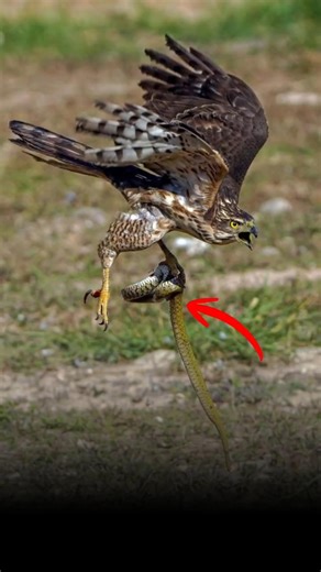 आसमान का शिकारी vs ज़मीन का कातिल! कौन जीतेगा? | Eagle vs Python