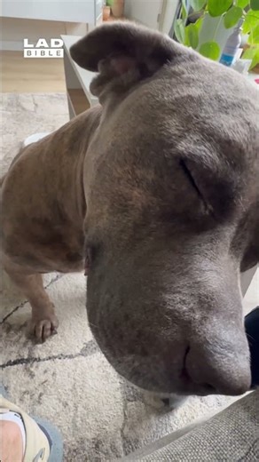 I think my dog liked getting his ears cleaned 😅 (🎥: ViralHog)