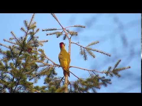 Vroege Vogels - 'Lachende' groene specht