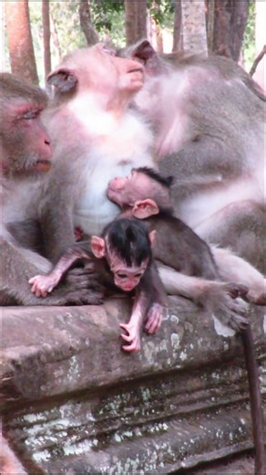 Oh Mama Talking To Newborn Near Fall